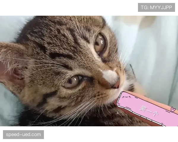 袁心玥家的猫都比我家主子住得豪华