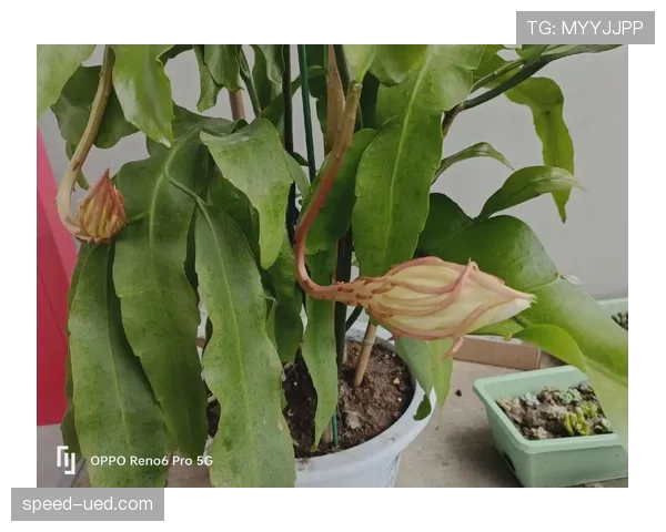 帕尔默高光表现能否持续：是否昙花一现